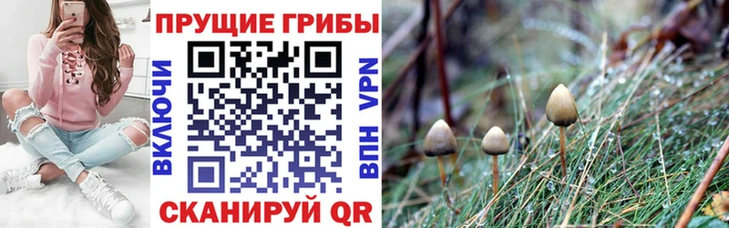 магазин продажи   Трёхгорный  Псилоцибиновые грибы Psilocybine cubensis 